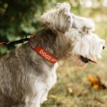 Dog Collar (JAF26691-629) Merrell Unisex 8VV6P267 Accessories Poinciana - Image 3